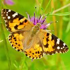 Distelfalter (Vanessa cardui)