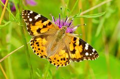 Distelfalter (Vanessa cardui)