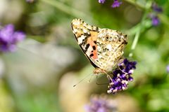 Distelfalter (Vanessa cardui)