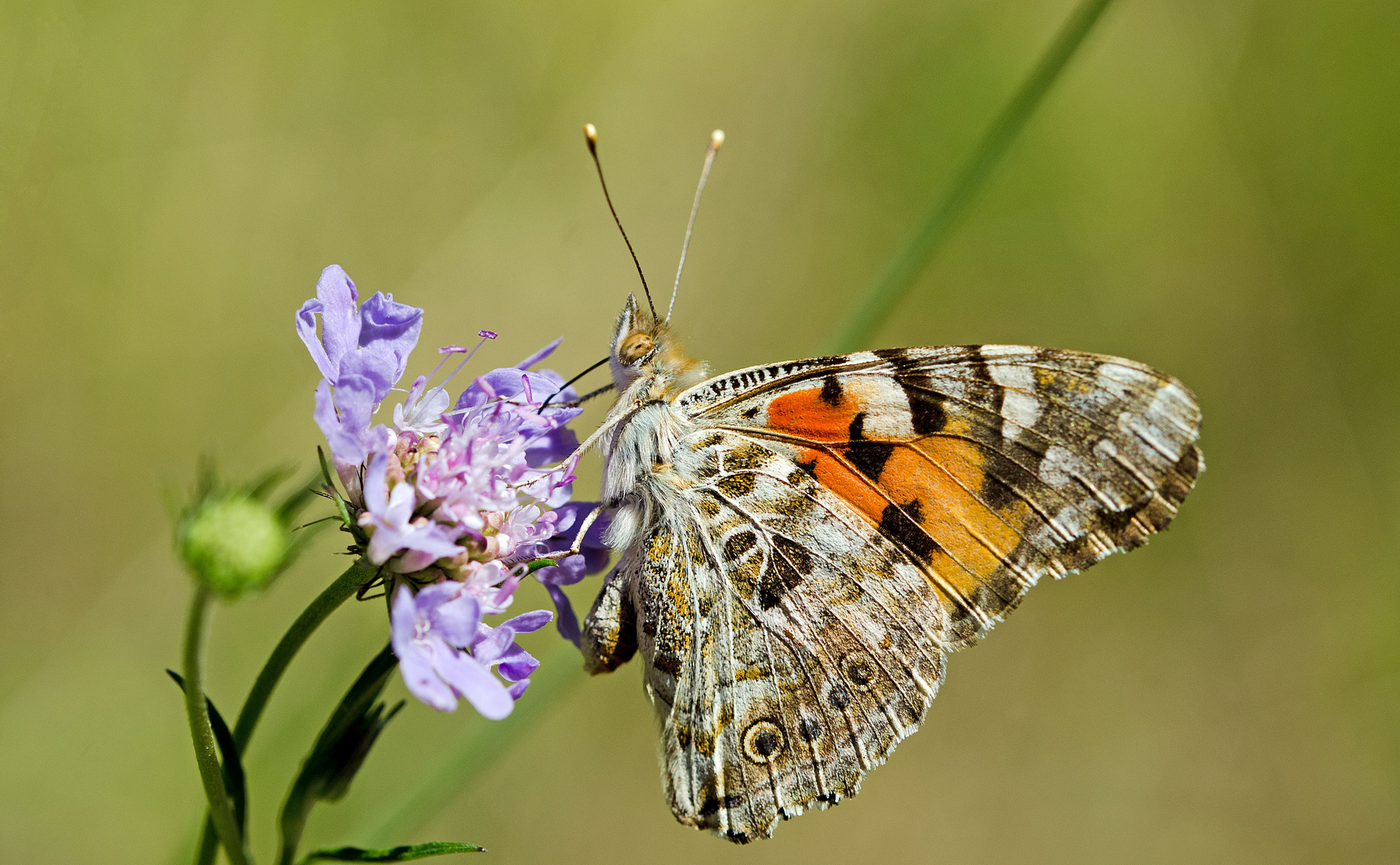 Distelfalter ( Vanessa cardui )