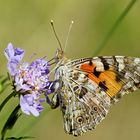 Distelfalter ( Vanessa cardui )