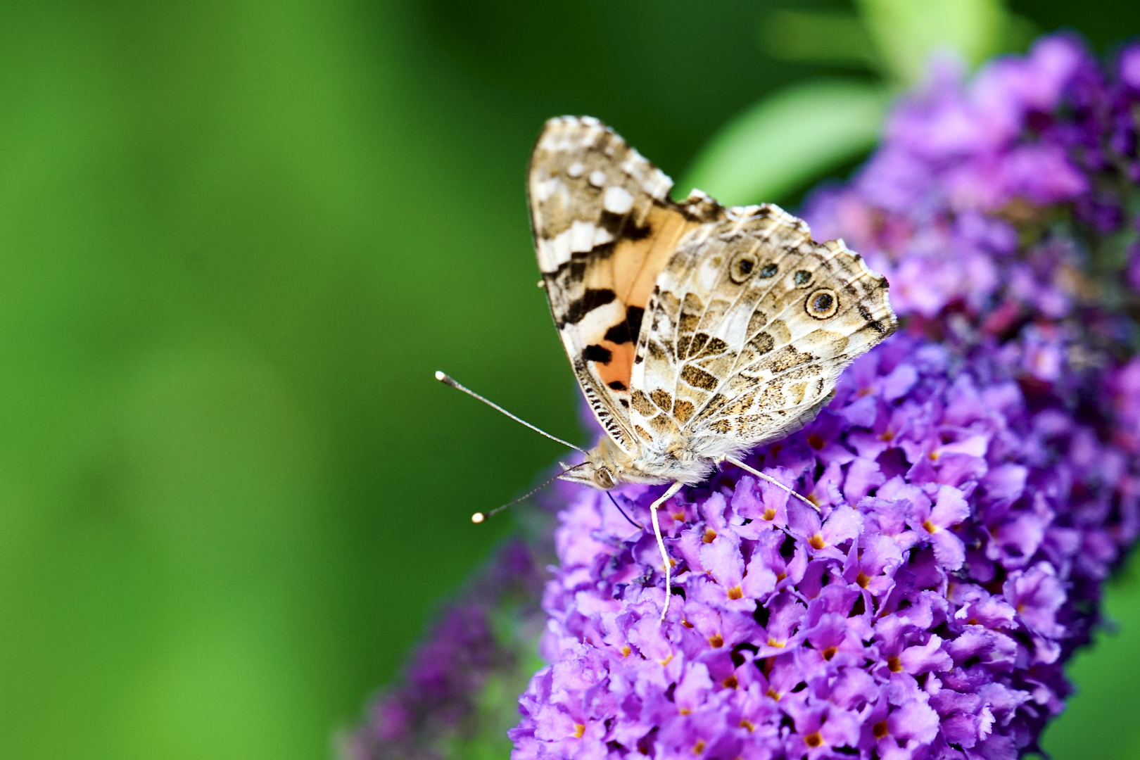 Distelfalter (Vanessa cardui)