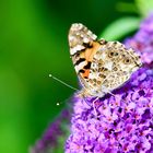 Distelfalter (Vanessa cardui)