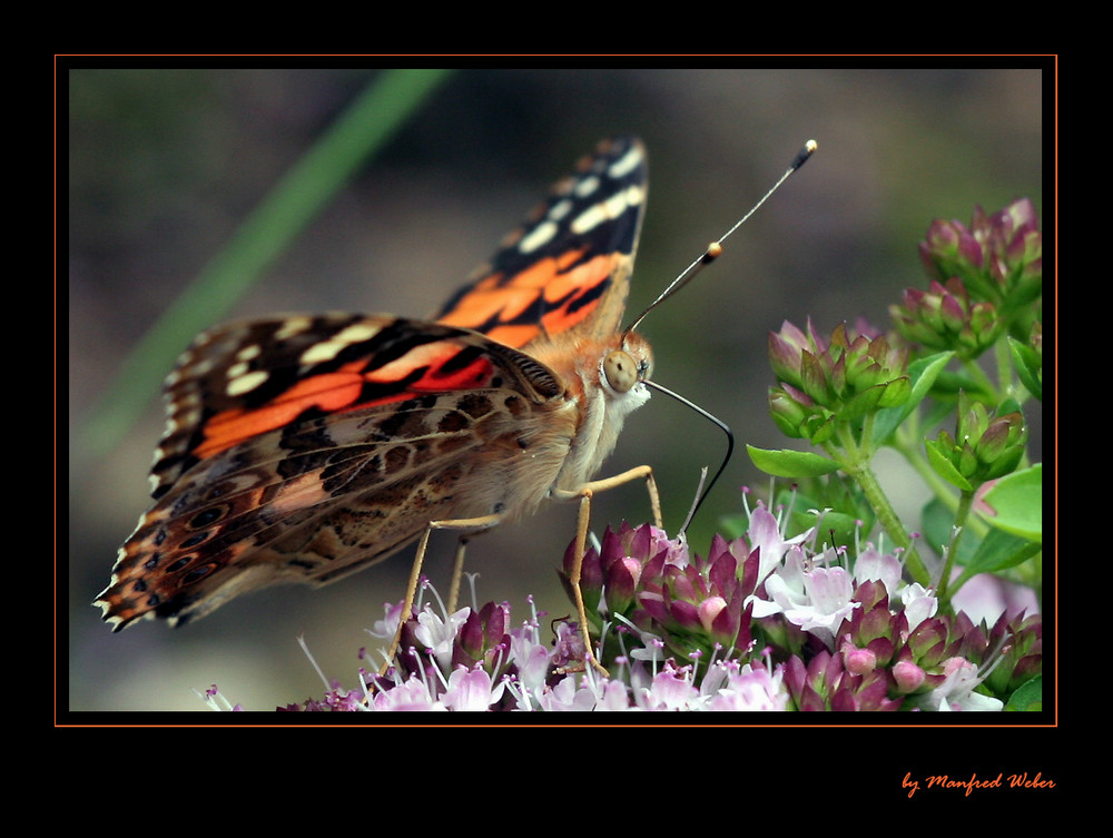 Distelfalter (Vanessa cardui)