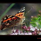 Distelfalter (Vanessa cardui)