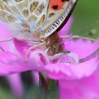 Distelfalter (Vanessa cardui)