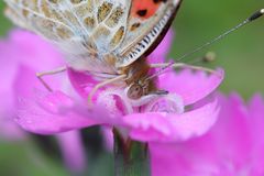 Distelfalter (Vanessa cardui)