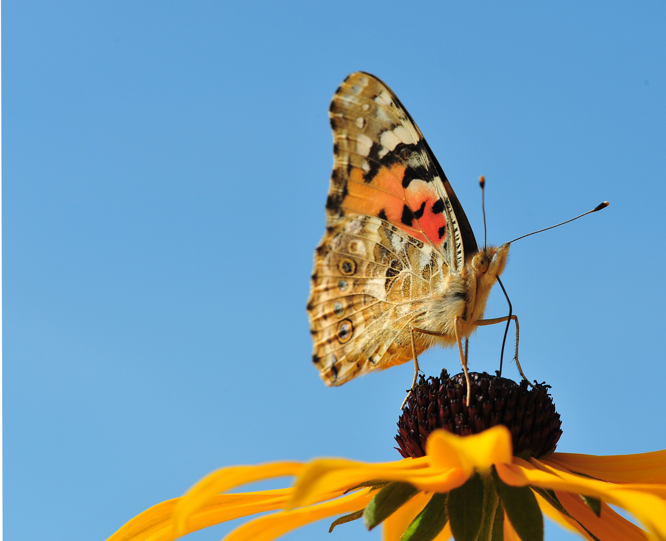 Distelfalter (Vanessa cardui) gegen Himmel 2010