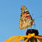 Distelfalter (Vanessa cardui) gegen Himmel 2010