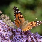 Distelfalter (Vanessa cardui) - Gleich fliegt er los!