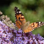 Distelfalter (Vanessa cardui) - Gleich fliegt er los!