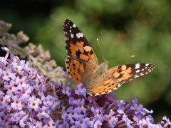 Distelfalter (Vanessa cardui) - Gleich fliegt er los!