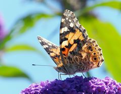 Distelfalter (Vanessa cardui) - I