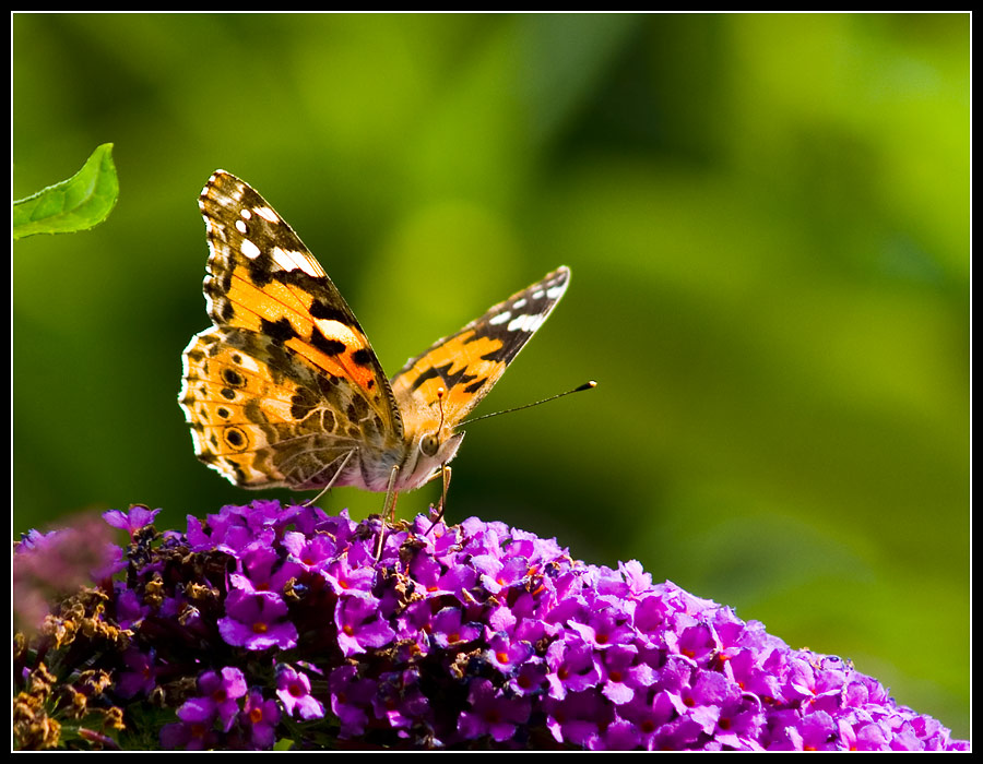 Distelfalter (Vanessa cardui) I