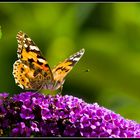 Distelfalter (Vanessa cardui) I