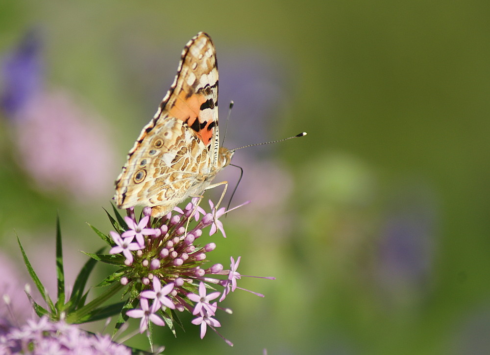 Distelfalter (Vanessa cardui) I