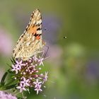 Distelfalter (Vanessa cardui) I