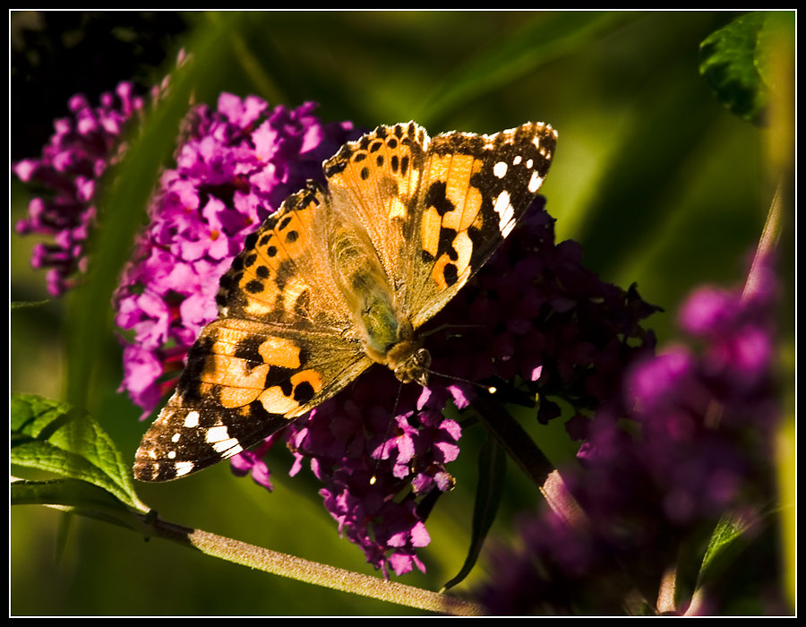 Distelfalter (Vanessa cardui) II