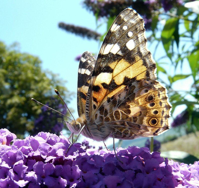 Distelfalter (Vanessa cardui) - II