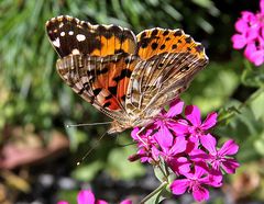 Distelfalter - Vanessa cardui im Alpinum