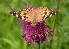 Distelfalter (Vanessa cardui L.)