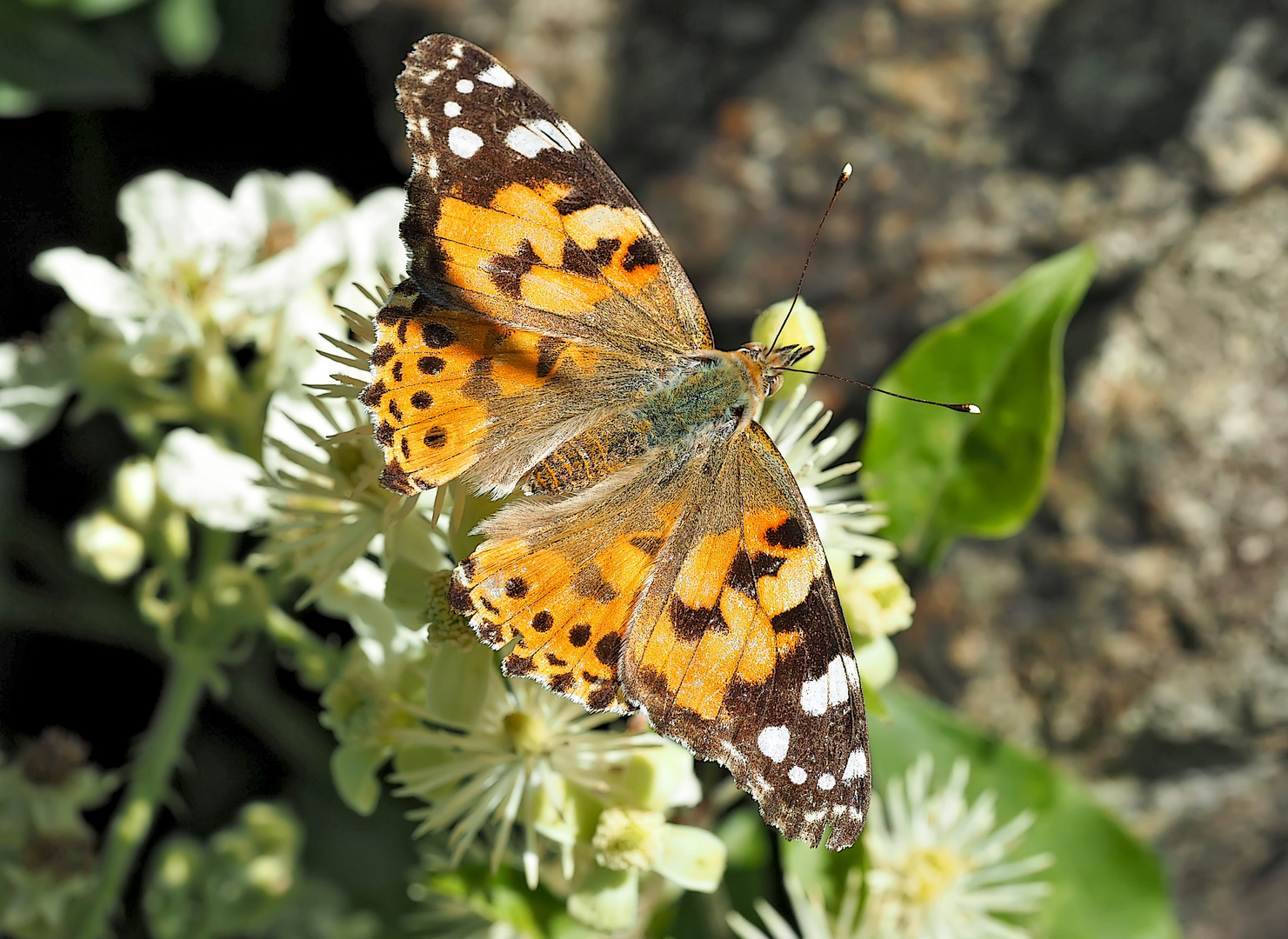 Distelfalter (Vanessa cardui) - La Belle-Dame ou Vanesse des chardons.