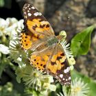 Distelfalter (Vanessa cardui) - La Belle-Dame ou Vanesse des chardons.