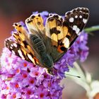 Distelfalter - Vanessa cardui LINNAEUS 1758