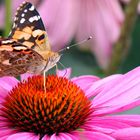 Distelfalter (Vanessa cardui) Nymphalidae, Tagfalter