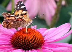 Distelfalter (Vanessa cardui) Nymphalidae, Tagfalter