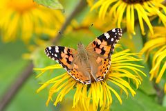 Distelfalter (Vanessa cardui) Oberseite