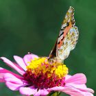 Distelfalter (Vanessa cardui), painted lady