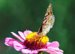 Distelfalter (Vanessa cardui), painted lady