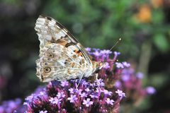 Distelfalter (Vanessa cardui) Profil