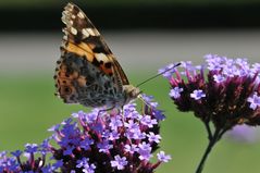 Distelfalter (Vanessa cardui) Profil