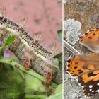 Distelfalter (Vanessa cardui) - Raupe und ausgewachsener Falter