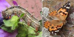 Distelfalter (Vanessa cardui) - Raupe und ausgewachsener Falter