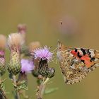 Distelfalter (Vanessa cardui; Syn.: Cynthia cardui)