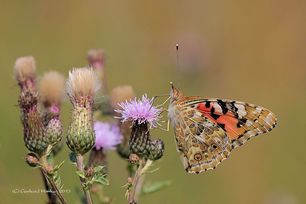 Distelfalter (Vanessa cardui; Syn.: Cynthia cardui)