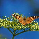  Distelfalter (Vanessa cardui, Syn.: Cynthia cardui)