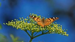  Distelfalter (Vanessa cardui, Syn.: Cynthia cardui)