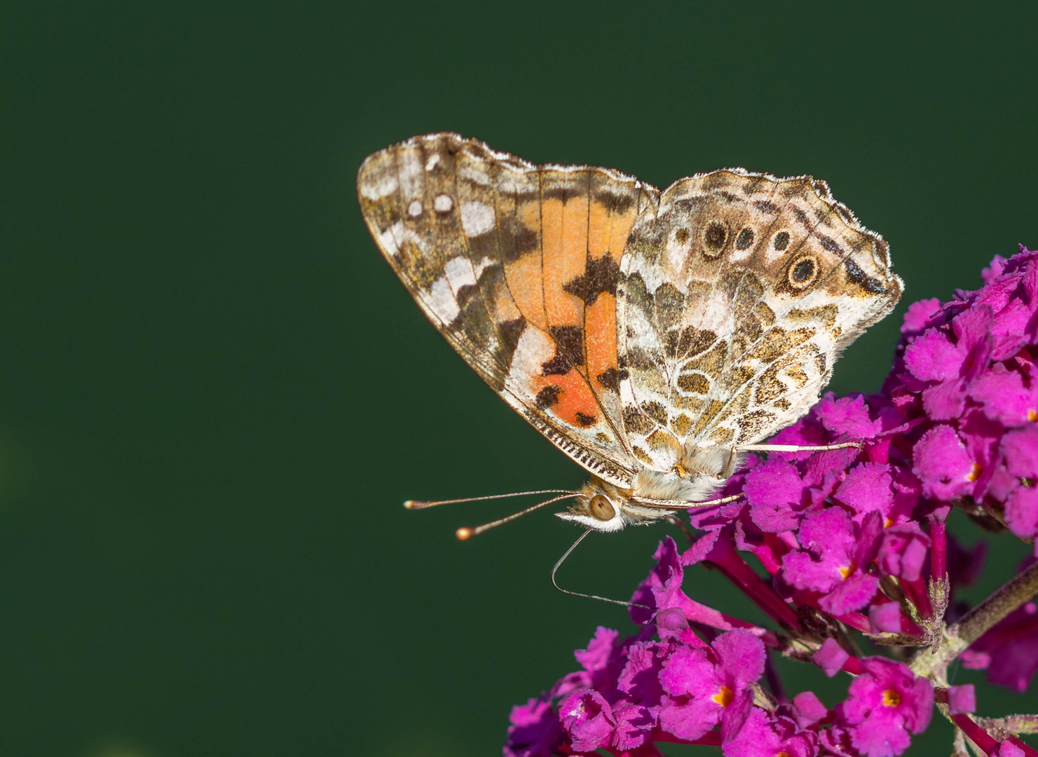 Distelfalter (Vanessa cardui, Syn.: Cynthia cardui)