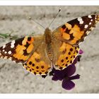 Distelfalter (Vanessa cardui; Syn.: Cynthia cardui)