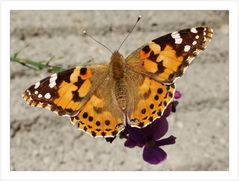 Distelfalter (Vanessa cardui; Syn.: Cynthia cardui)