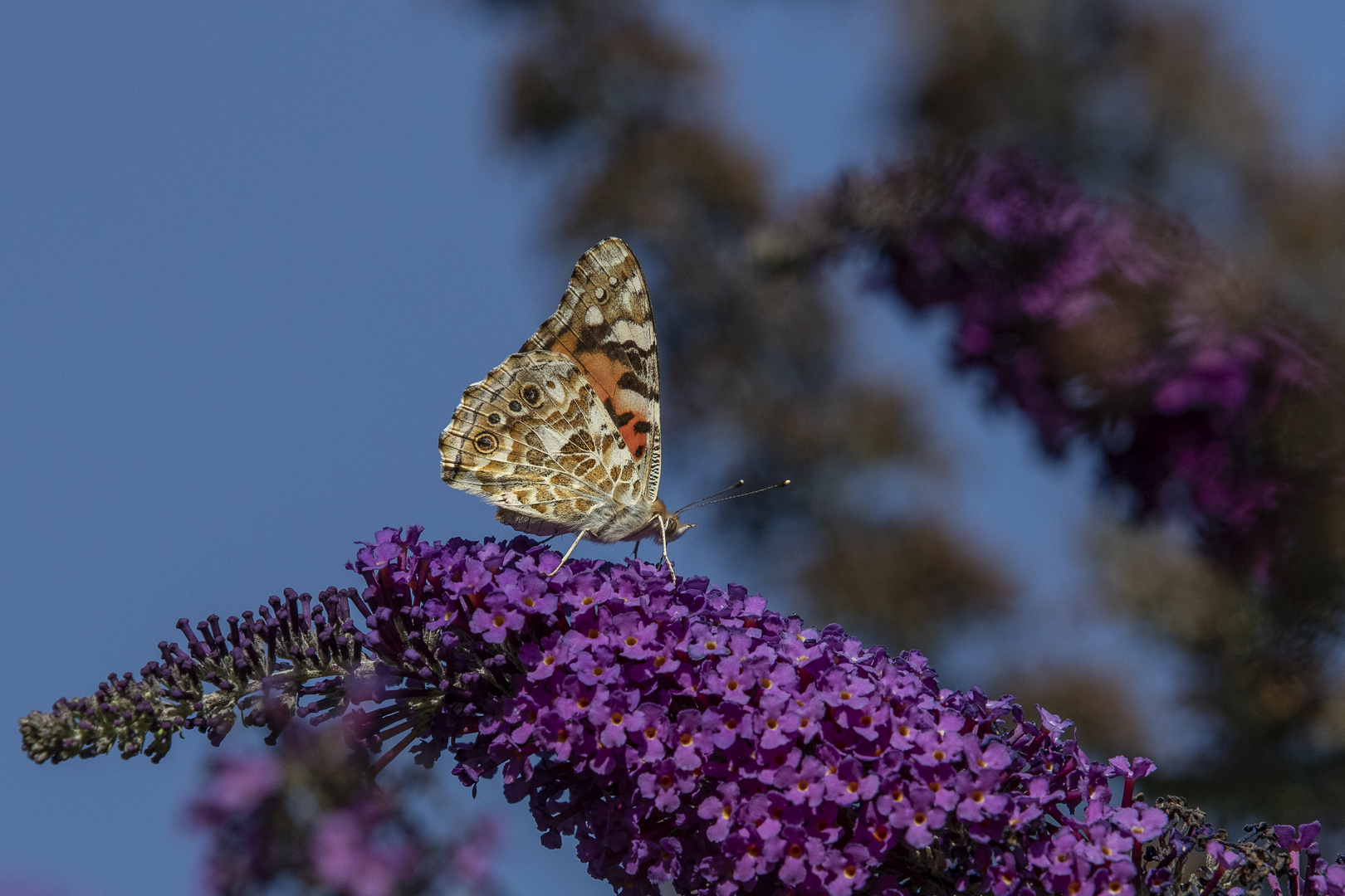 Distelfalter (Vanessa cardui, Syn.: Cynthia cardui)