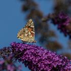 Distelfalter (Vanessa cardui, Syn.: Cynthia cardui)