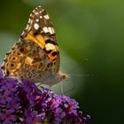 'Distelfalter (Vanessa cardui, Syn. Cynthia cardui)'