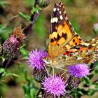 Distelfalter (Vanessa cardui, Syn.: Cynthia cardui).....