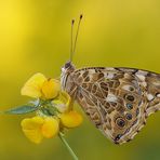 Distelfalter Vanessa cardui; Syn.: Cynthia cardui