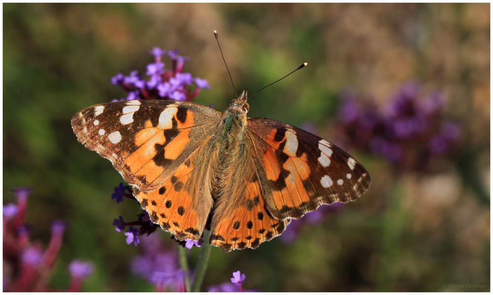 Distelfalter (Vanessa cardui; Syn.: Cynthia cardui)